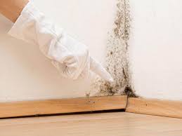 Reliable Long Beach, CA Mold Prevention & Removal  Solutions